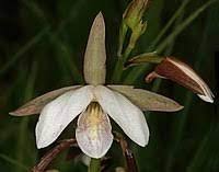 Image result for Eulophia eylesii