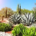 Check spelling or type a new query. Moroccan Garden Design Tips For Creating A Moroccan Garden