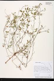 Image result for Desmodium scorpiurus