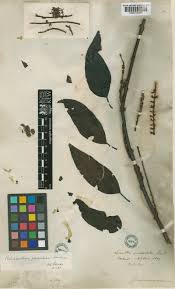 Image result for Helixanthera