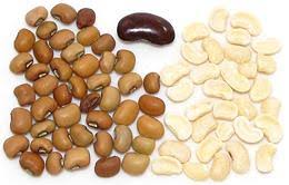 Image result for Vigna mildbraedii