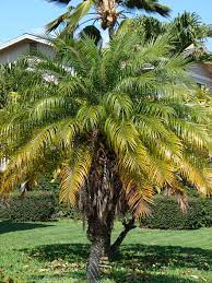 We did not find results for: Phoenix Roebelenii Wikipedia