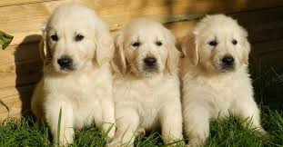 Puppies take a lot of time and patience to care for. How To Find A Reputable Golden Retriever Breeder And What To Avoid Golden Hearts