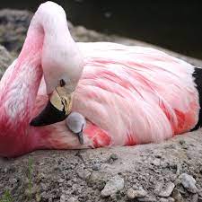 Flamingos or flamingoes) is the common name for any of the large, gregarious, wading birds comprising the family phoenicopteridae, characterized by long legs with webbed feet, a long, thin, and flexible neck, a short tail, typically pink or reddish plumage, and a unique bill. Durch Hitzewelle Flamingos Legen Nach 15 Jahren Eier Geo