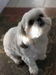 The shih poo, or shih tzu poodle mix, tends to be a quiet, calm companion who doesn't need too much attention. Puppy Cut For The Big Ham Shihtzu