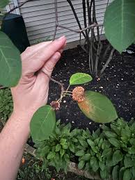 Image result for Dasylepis eggelingii