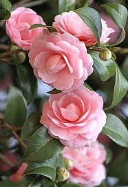 50 Beautiful Flower Photos Will Brighten Your Mood Page 23 Of 52 Lovein Home Beautiful Pink Flowers Beautiful Flowers Photos Flower Photos