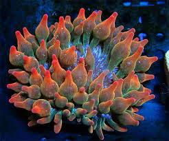 In the wild bubble tip anemones are widespread. Pink Rainbow Rose Bubble Tip Anemone Live Coral Wysiwyg Bubble Tip Anemone Rainbow Roses Anemone