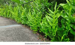 Image result for Microsorum scolopendria