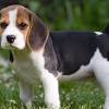 18 month old male lab for adoption. Https Encrypted Tbn0 Gstatic Com Images Q Tbn And9gcshbyb0grupjaesctof3dpvlakwu2kwyxhcjgdepfu Usqp Cau