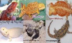 General Info Care Of Bearded Dragons Pogona Vitticeps