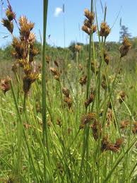 Image result for Scoparia