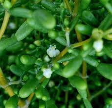 Image result for Zygophyllum cuneifolium