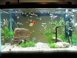 Tips For New Aquarium Owners My Aquarium Club Betta Fish Tank Aquarium Fish Fish Tank For Kids