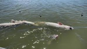 Ascii characters only (characters found on a standard us keyboard); Gatecrasher Fishing Adventures Posts Facebook