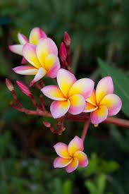 Pink Frangipani Flowers By Amornthep Chotchuang Beautiful Flowers Photography Plumeria Flowers Beautiful Flowers Pictures