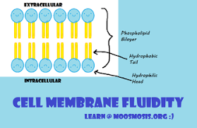 Influence Of The Temperature On Lipid Membrane Dynamics. At Low... |  Download Scientific Diagram