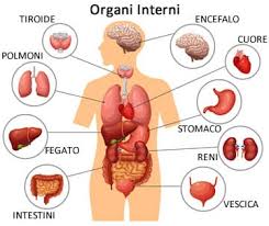 Il fegato è un organo di vitale importanza nonché la ghiandola in viritù di questa sua centralità (peraltro nota persino ai più antichi, i quali vedevano in quest'organo la sede del coraggio di un uomo), quando. Organi Del Corpo Umano Cosa E Quali Sono Suddivisione In Apparati