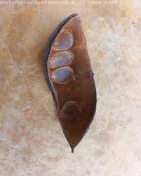 Image result for Brachystegia spiciformis × microphylla