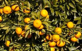 Image result for Citrus reticulata