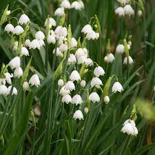 Learn vocabulary, terms and more with flashcards, games and other study tools. Leucojum Aestivum