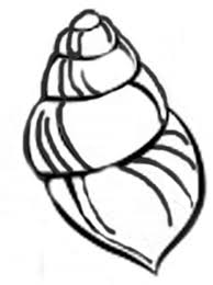 Maybe you would like to learn more about one of these? Conch Shell Drawing Simple