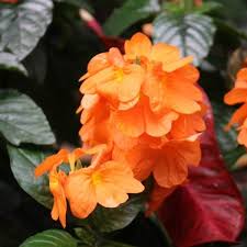 Image result for Crossandra fruticulosa