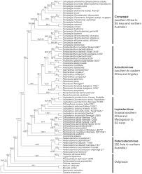 Image result for Neoschumannia cardinea