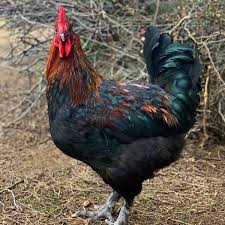 The mix between the light blue and dark brown egg gene cause the hens to lay a olive green egg. Black Copper Marans Eggs Height Size And Raising Tips