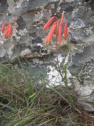 Image result for Aloe haroniensis