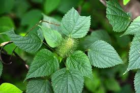 Image result for Acalypha polymorpha