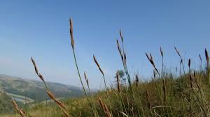 Image result for Platycaulos mlanjiensis