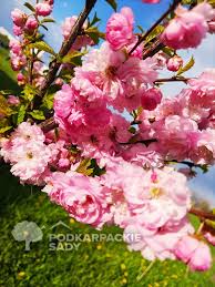 Image result for mandloň trojlaločná