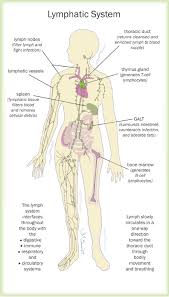 The Lymph System And Women S Health By Marcelle Pick Ob Gyn Np Lymphatic System Human Anatomy And Physiology Lymph System