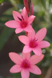 Pin On Flowers