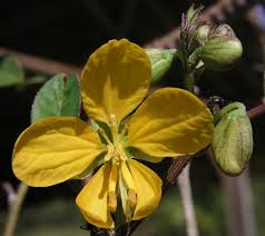 Image result for Senna occidentalis
