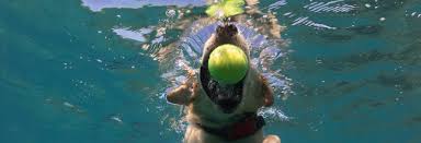 Maybe you would like to learn more about one of these? About Honolulu Pet Clinic The Honolulu Pet Clinic