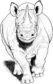 These spring coloring pages are sure to get the kids in the mood for warmer weather. Black Rhino Running Coloring Page Super Coloring Animal Sketches Animal Paintings Animal Drawings