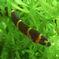 Home Aquaria Online Magazine For The Aquarist Freshwater Aquarium Aquarium Fish Saltwater Aquarium Beginner