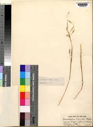 Image result for Anadelphia  trispiculata