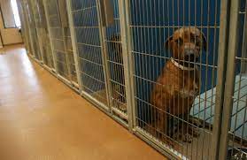 Adopt a new member of the family at your local animal shelter. Hall County Animal Shelter Is Euthanizing Fewer Dogs Cats Gainesville Times