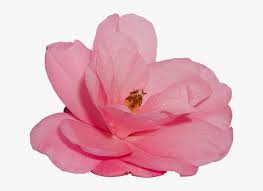 Download and use them in your website, document or presentation. Fiore Su Sfondo Trasparente Hd Png Download Transparent Png Image Pngitem