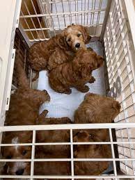 St pete beach veterinary hospital. St Pete Beach Veterinary Clinic Home Facebook
