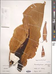 Image result for Stylochaeton borumensis