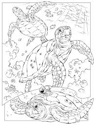 Images Nationalgeographic Com Wpf Media Content Photos 000 338 Custom 33849 2550x3300 Cb130158 Turtle Coloring Pages Ocean Coloring Pages Animal Coloring Pages
