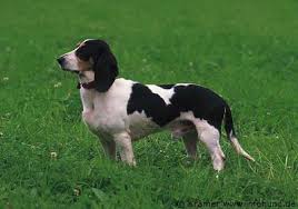 In unserem tiermarkt kannst du in aktuellen. Schweizerischer Niederlaufhund Vdh Rasselexikon 2021