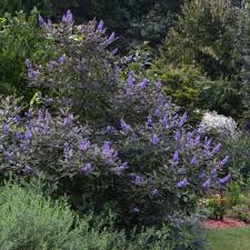 Image result for Vitex fischeri
