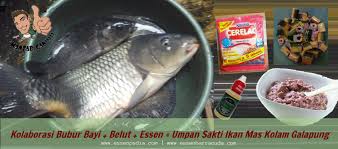 Cara Meracik Umpan Sakti Ikan Mas Kolam Galapung Dengan Campuran Bubur Bayi Belut Dan Essen Barracuda Akan Menimbulkan Aroma Khas Yang San Ikan Ikan Mas Kolam