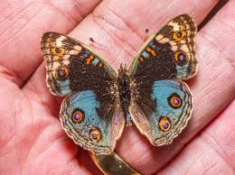 Image result for Tragia glabrata