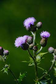 Bushes For Bees And Butterflies Thistle Flower Blossom Garden Backyard Beekeeping